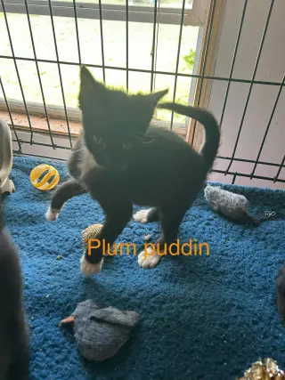 Plum Pudding