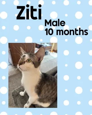 ZITI