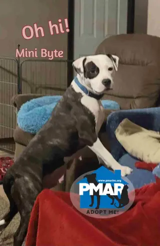 Mini Byte