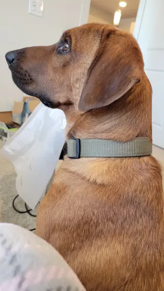 BODIE BOIGUE