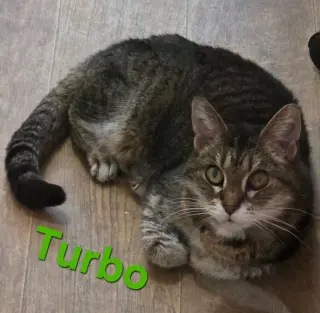 Turbo