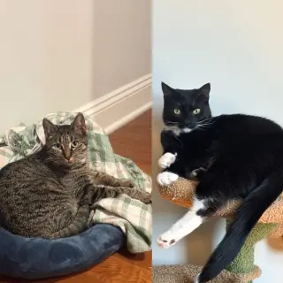 Maelle & Lune