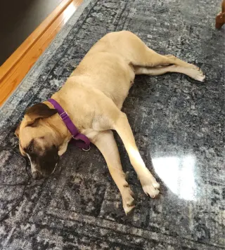 Angelina Ballerina