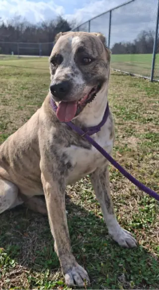 Molly-Diamond Dog! $75 Adoption Fee!