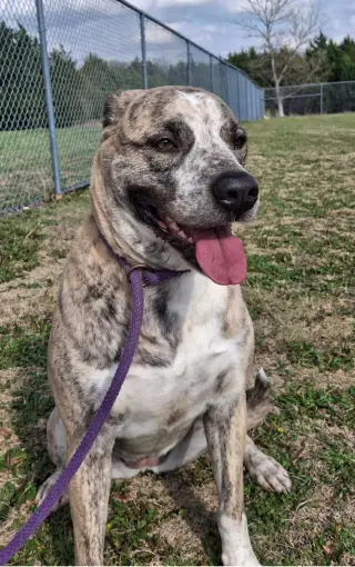 Molly-Diamond Dog! $75 Adoption Fee!