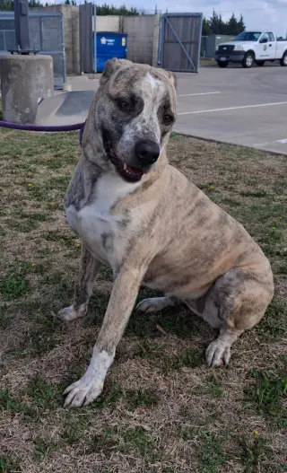Molly-Diamond Dog! $75 Adoption Fee!