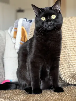 Meena