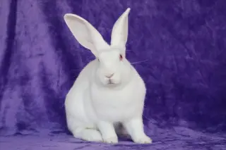 Deno
