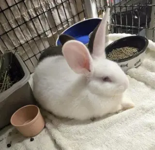 Deno