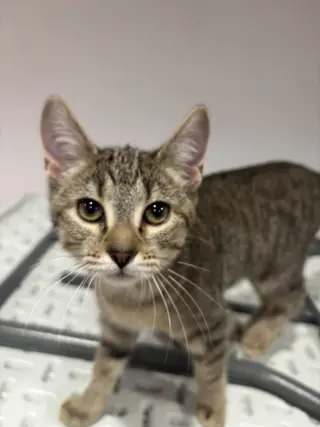 CAT - Fifi