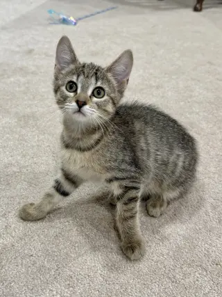 CAT - Fifi