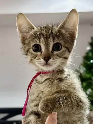 CAT - Fifi