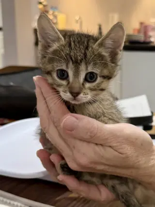 CAT - Fifi