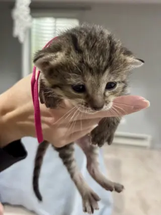 CAT - Fifi