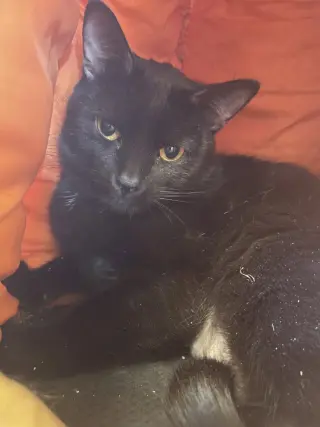 Lily