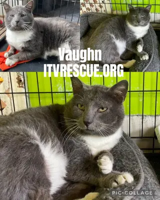 Vaughn