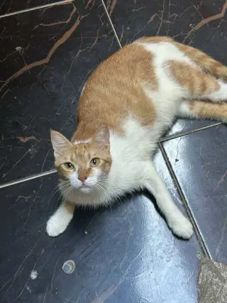 Kira