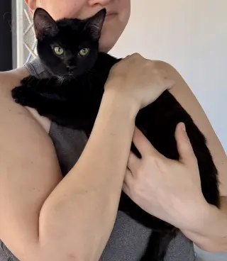 CAT - Eileen