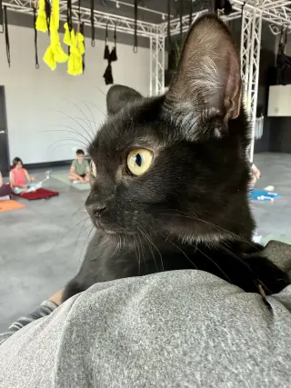 CAT - Eileen