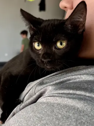CAT - Eileen
