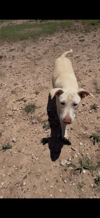 Sawyer