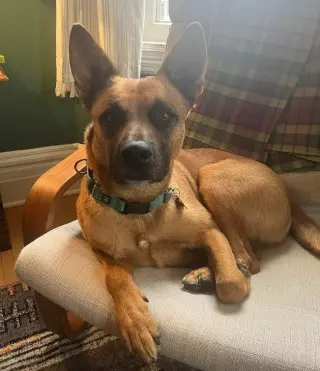 Ollie