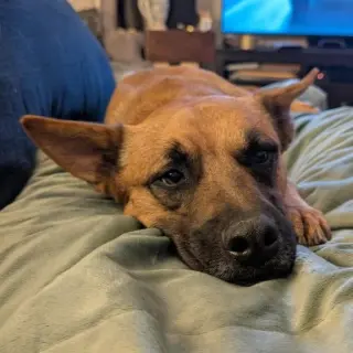 Ollie