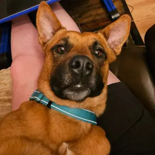 Ollie