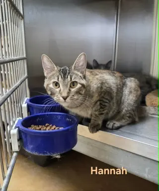 Hannah
