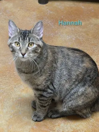 Hannah