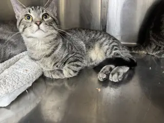 Oliver