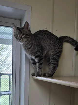 Oliver