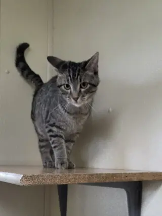Oliver