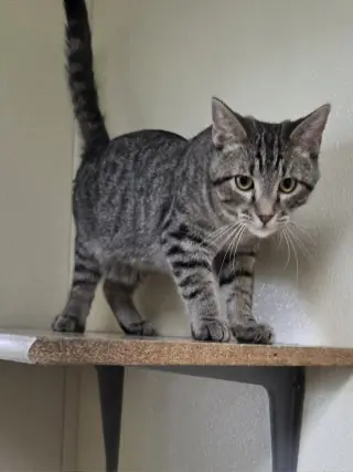 Oliver