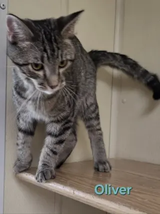 Oliver