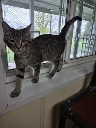 Oliver