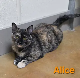 Alice