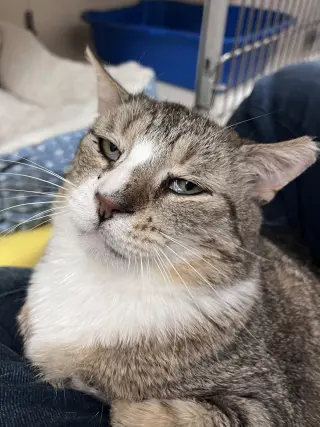 Todd