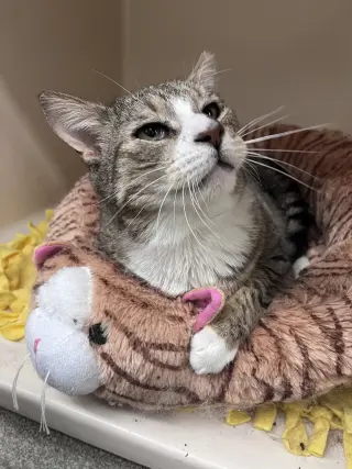 Todd