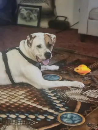 Rudy (Courtesy Post)