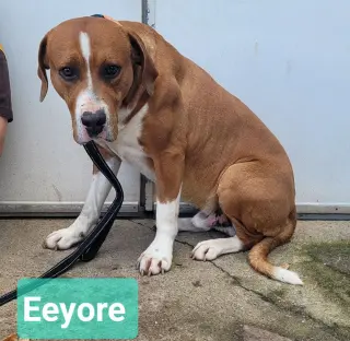 Eeyore