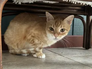 Mouse