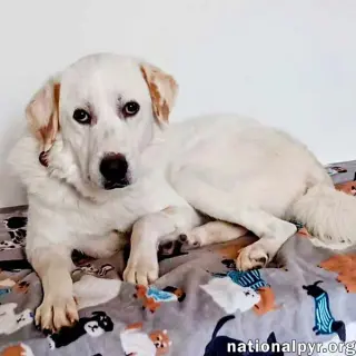 Charlie in VA - Sweet & Snuggly Pocket Pyr!