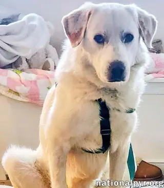 Charlie in VA - Sweet & Snuggly Pocket Pyr!