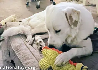 Charlie in VA - Sweet & Snuggly Pocket Pyr!