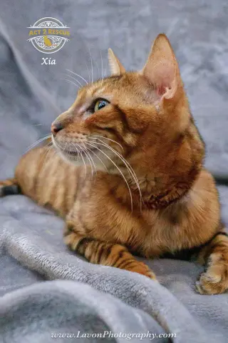 Xia