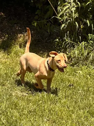 Peanut (AL)