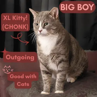 Big Boy (17lb chonk)