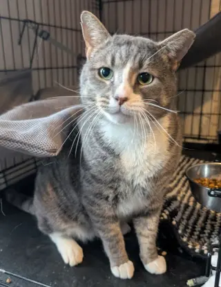 Big Boy (17lb chonk)