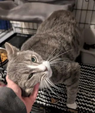 Big Boy (17lb chonk)